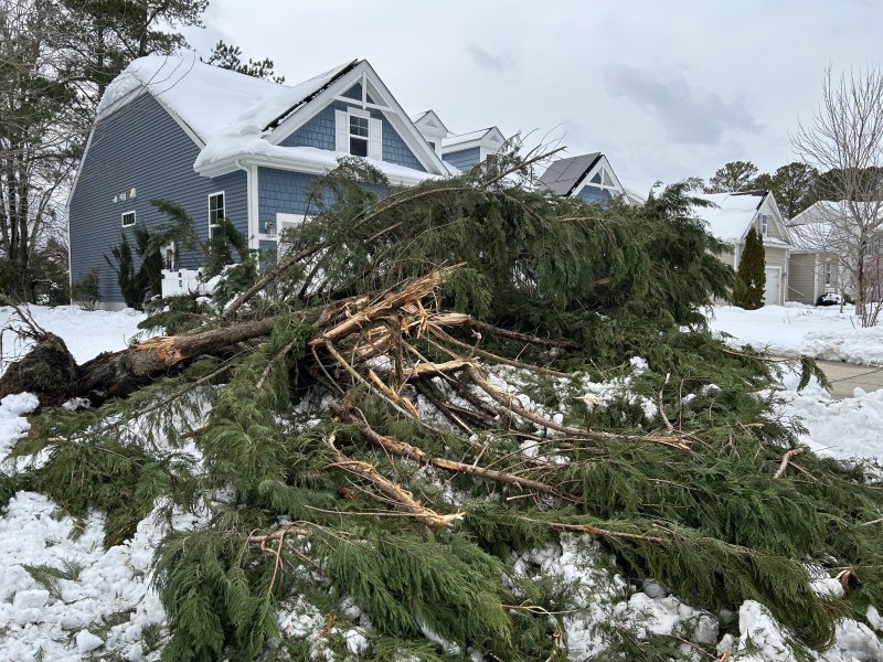 A Leeland Cypress tree was obliterated in Milton at Wagamon’s Westshore Drive after a powerful snowstorm stilled the Cape Region. KEVIN SPENCE PHOTO